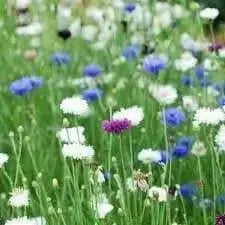 Dwarf Cornflower 'Polka dot Mix ) wildflowers - Caribbean garden seed