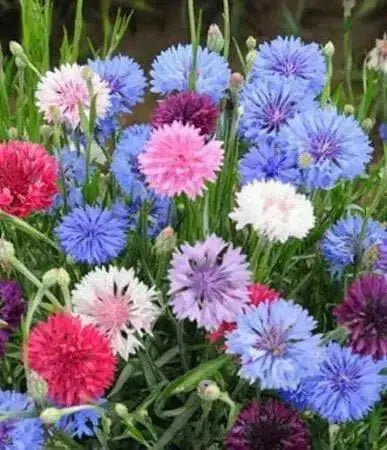 Dwarf Cornflower 'Polka dot Mix ) wildflowers - Caribbean garden seed