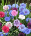 Dwarf Cornflower 'Polka dot Mix ) wildflowers - Caribbean garden seed