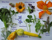 Edible Flowers Seed Mix - annual flowers - Caribbean garden seed