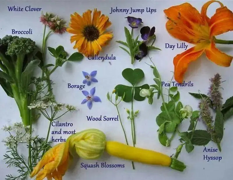 Edible Flowers Seed Mix - annual flowers - Caribbean garden seed