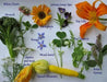 Edible Flowers Seed Mix - annual flowers - Caribbean garden seed