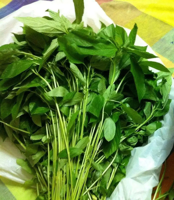 Egyptian Spinach Seeds,asian vegetable, very hardy, - Caribbean garden seed