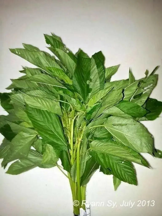 Egyptian Spinach Seeds,asian vegetable, very hardy, - Caribbean garden seed