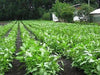 Egyptian Spinach Seeds,asian vegetable, very hardy, - Caribbean garden seed