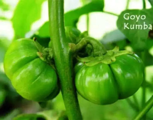 Eggplant seeds,Goyo Kumba, VEGETABLE - Caribbean garden seed