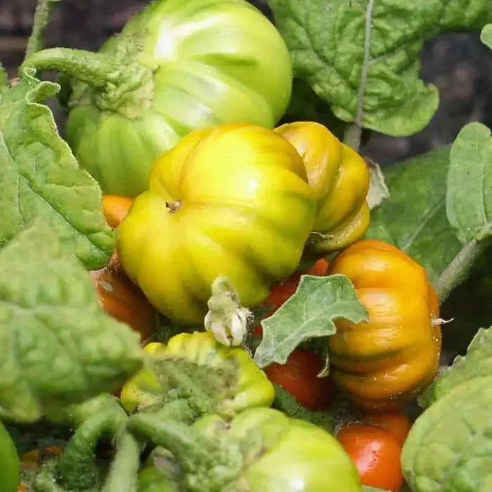 Eggplant seeds,Goyo Kumba, VEGETABLE - Caribbean garden seed