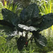 ELEPHANT EAR BULBS - Plumbea Nigra,(UPRIGHT) TROPICAL FOLIAGE PLANT - Caribbean garden seed