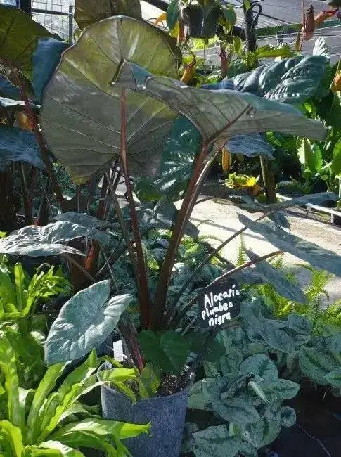 ELEPHANT EAR BULBS - Plumbea Nigra,(UPRIGHT) TROPICAL FOLIAGE PLANT - Caribbean garden seed