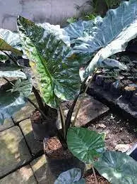 ELEPHANT EAR BULBS - Plumbea Nigra,(UPRIGHT) TROPICAL FOLIAGE PLANT - Caribbean garden seed