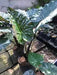 ELEPHANT EAR BULBS - Plumbea Nigra,(UPRIGHT) TROPICAL FOLIAGE PLANT - Caribbean garden seed