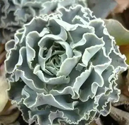 Echeveria Shaviana Seeds, Rare drought-tolerant succulent - Caribbean garden seed