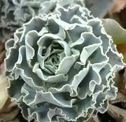 Echeveria Shaviana Seeds, Rare drought-tolerant succulent - Caribbean garden seed