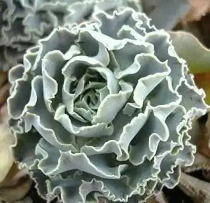 Echeveria Shaviana Seeds, Rare drought-tolerant succulent - Caribbean garden seed