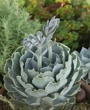 Echeveria Shaviana Seeds, Rare drought-tolerant succulent - Caribbean garden seed