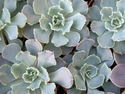 Echeveria Shaviana Seeds, Rare drought-tolerant succulent - Caribbean garden seed