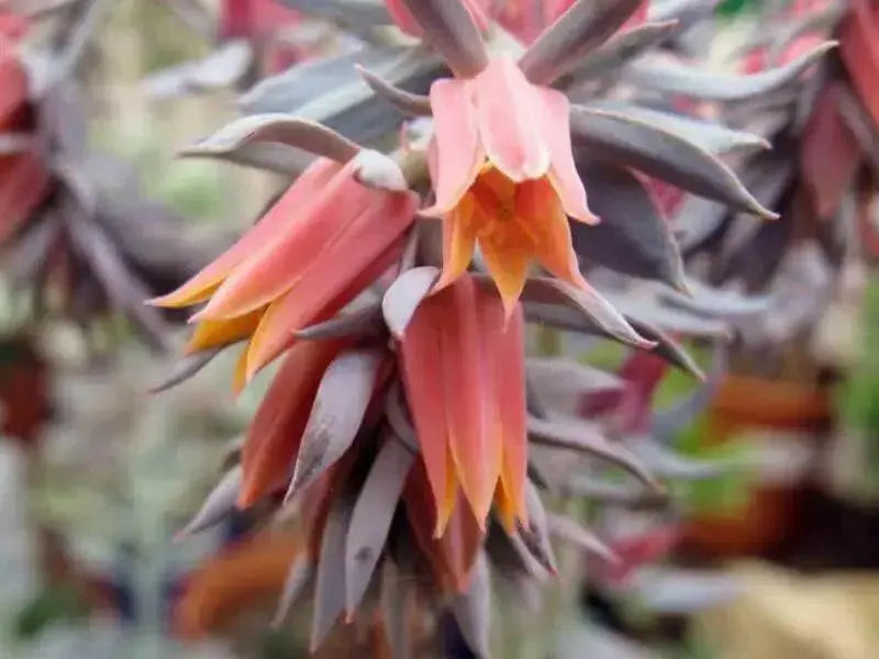 Echeveria Shaviana Seeds, Rare drought-tolerant succulent - Caribbean garden seed