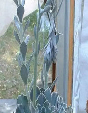 Echeveria Shaviana Seeds, Rare drought-tolerant succulent - Caribbean garden seed