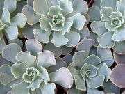 Echeveria Shaviana Seeds, Rare drought-tolerant succulent - Caribbean garden seed