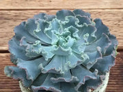 Echeveria Shaviana Seeds, Rare drought-tolerant succulent - Caribbean garden seed
