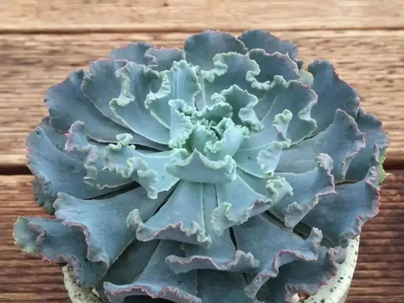 Echeveria Shaviana Seeds, Rare drought-tolerant succulent - Caribbean garden seed