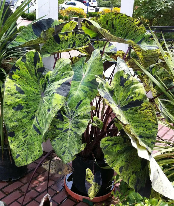 Elephant Ear Colocasia Mojito ( Bulb) Tropical - Caribbean garden seed