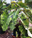 Elephant Ear Colocasia Mojito ( Bulb) Tropical - Caribbean garden seed