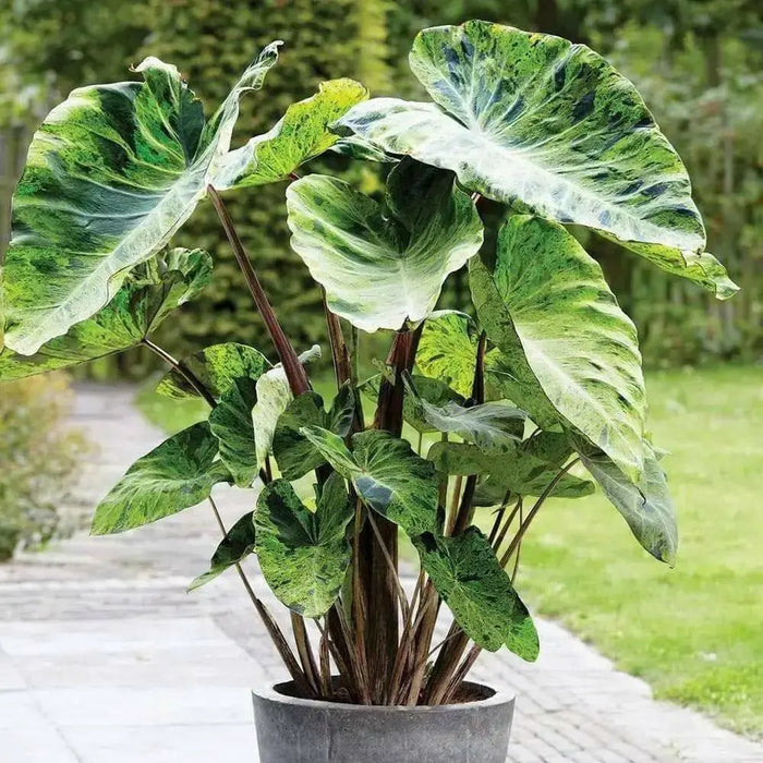 Elephant Ear Colocasia Mojito ( Bulb) Tropical - Caribbean garden seed