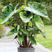 Elephant Ear Colocasia Mojito ( Bulb) Tropical - Caribbean garden seed