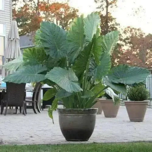 Elephant Ear Upright  (1 GIANT TOTO BULBS) SIZE 13-15,Exotic & Tropical, foliage - Caribbean garden seed