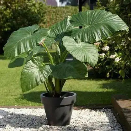 Elephant Ear Upright  (1 GIANT TOTO BULBS) SIZE 13-15,Exotic & Tropical, foliage - Caribbean garden seed