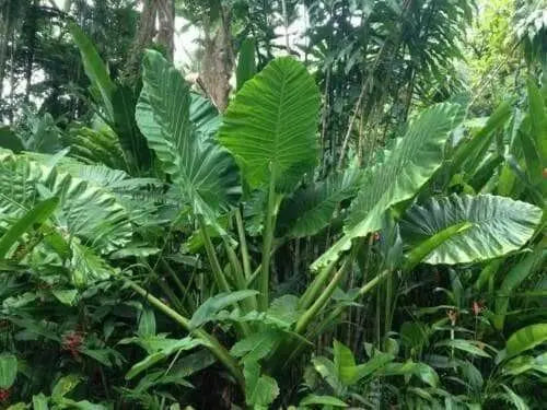 Elephant Ear Upright  (1 GIANT TOTO BULBS) SIZE 13-15,Exotic & Tropical, foliage - Caribbean garden seed