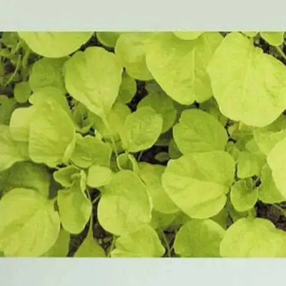 Edible Amaranth, White Leaf, Callaloo Seeds, Chinese spinach,Asian Vegetable - Caribbean garden seed