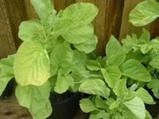 Edible Amaranth, White Leaf, Callaloo Seeds, Chinese spinach,Asian Vegetable - Caribbean garden seed