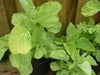 Edible Amaranth, White Leaf, Callaloo Seeds, Chinese spinach,Asian Vegetable - Caribbean garden seed