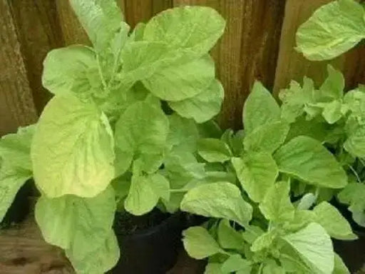 Edible Amaranth, White Leaf, Callaloo Seeds, Chinese spinach,Asian Vegetable - Caribbean garden seed
