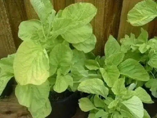 Edible Amaranth, White Leaf, Callaloo Seeds, Chinese spinach,Asian Vegetable - Caribbean garden seed