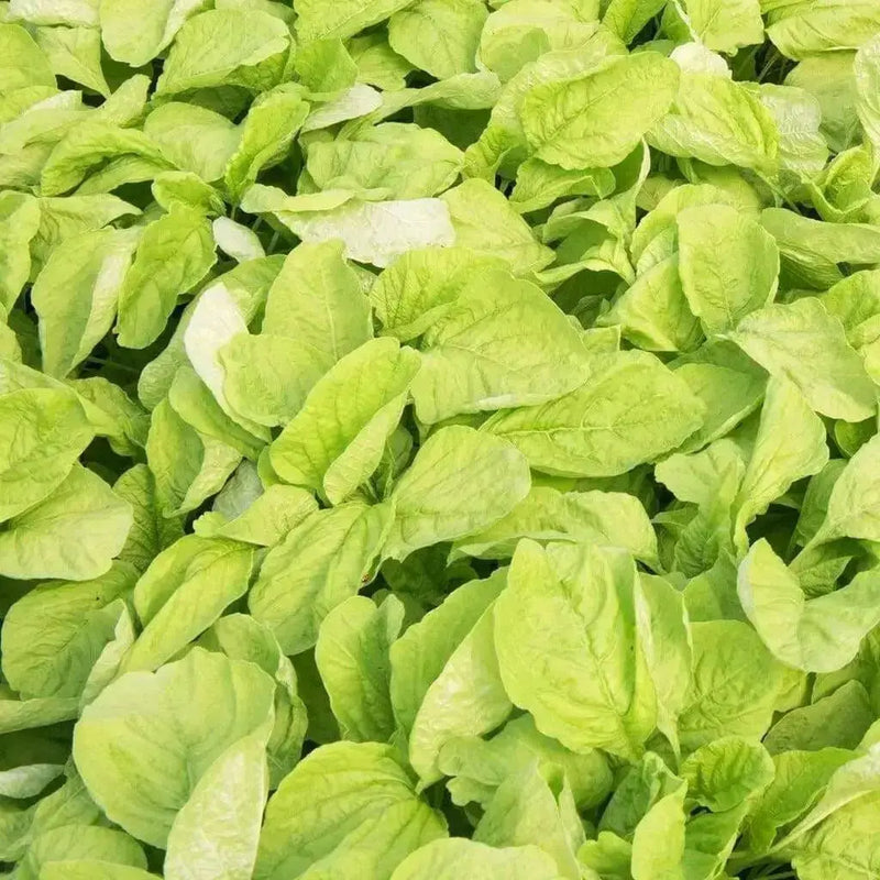 Edible Amaranth, White Leaf, Callaloo Seeds, Chinese spinach,Asian Vegetable - Caribbean garden seed