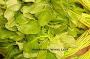 Edible Amaranth, White Leaf, Callaloo Seeds, Chinese spinach,Asian Vegetable - Caribbean garden seed