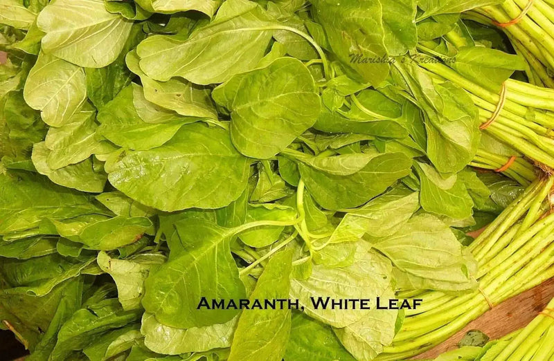 Edible Amaranth, White Leaf, Callaloo Seeds, Chinese spinach,Asian Vegetable - Caribbean garden seed