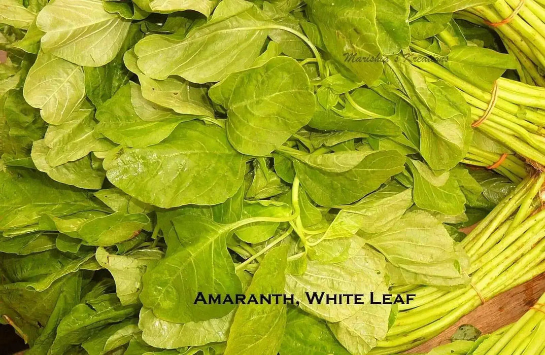 Edible Amaranth, White Leaf, Callaloo Seeds, Chinese spinach,Asian Vegetable - Caribbean garden seed