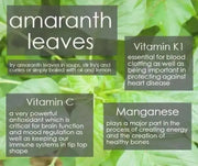 Edible Amaranth, White Leaf, Callaloo Seeds, Chinese spinach,Asian Vegetable - Caribbean garden seed