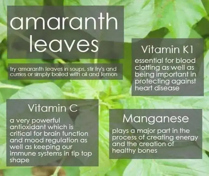 Edible Amaranth, White Leaf, Callaloo Seeds, Chinese spinach,Asian Vegetable - Caribbean garden seed