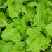 Edible Amaranth, White Leaf, Callaloo Seeds, Chinese spinach,Asian Vegetable - Caribbean garden seed