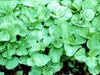 Edible Amaranth, White Leaf, Callaloo Seeds, Chinese spinach,Asian Vegetable - Caribbean garden seed