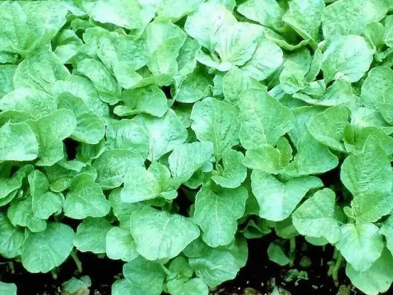 Edible Amaranth, White Leaf, Callaloo Seeds, Chinese spinach,Asian Vegetable - Caribbean garden seed