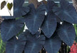 ELEPHANT EAR BULBS - BLACK MAGIC,TROPICAL FOLIAGE - Caribbean garden seed