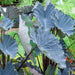 ELEPHANT EAR BULBS - BLACK MAGIC,TROPICAL FOLIAGE - Caribbean garden seed