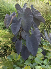 ELEPHANT EAR BULBS - BLACK MAGIC,TROPICAL FOLIAGE - Caribbean garden seed