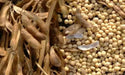 Edible soybean, called Edamame in Japan and Mao Dou in China - Caribbean garden seed